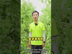 Bacille d'engrais de croissance de plantes Velezensis CY30 pour le piment de tomate d'Apple de fraise