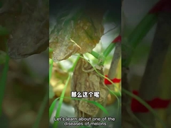 Bio-fongicide microbien d'enissocaesilis de streptomyces d'agent pour tuer les parasites souterrains