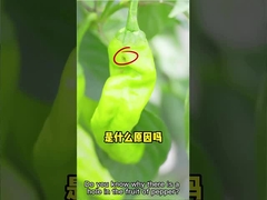 Insecticide efficace HaNPV + bacille Thuringiensis d'aleurode de coton de parasite de ferme