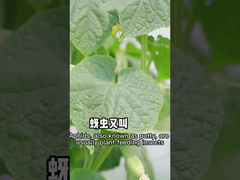 Les aphis sont efficaces contre les pesticides non-toxiques de l'origine végétale