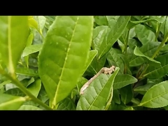 Pesticides géométriques du thé pesticide agricole efficace EoNPV.Bt