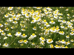 Insecticide 1,5% naturel de tueur de parasite de maison de pyréthrine d'extrait pour la fourmi de puce de mouche de moustique de cancrelat