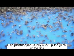 30% Thiamethoxam tuent tout l'aphis pour le Sc agricole de pesticide de Chambre verte