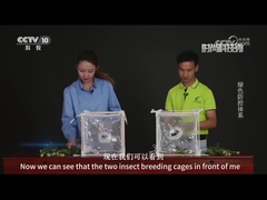 Comparaison des pesticides viraux et des pesticides chimiques dans l'abattage des betteraves usées par l'armée en automne