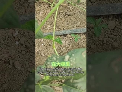 Insecticide organique SeNPV larves de vers de l'armée de betterave mangent une variété de plantes brocoli Choux