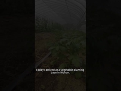 Les larves de la punaise de lit de betterave mangent une variété de plantes, y compris les tomates.