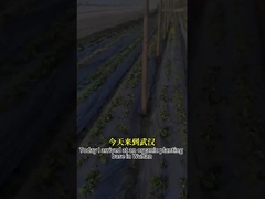 Activité antifongique à large spectre Agent microbien CY30 favorise la croissance des cultures Guérit la pourriture des racines