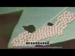 Biopesticide très connu Le biopesticide est HaNPV.Bt pour les vers à bosse Pour l'agriculture