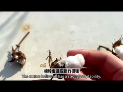 Le pesticide biologique HaNPV Bt le plus efficace pour les cultures de coton