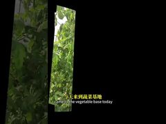 La lutte contre la mouche blanche dans les cultures crucifères, le maïs, etc. par des méthodes de lutte biologique