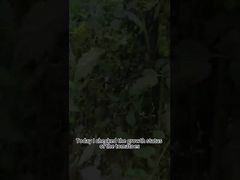 Pesticide biologique contre le mildiou des tomates Lutte biologique contre le mildiou des plantes