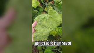 Pulvérisation foliaire de contrôle des pucerons aux pyréthrines pour les plantes endommagées par les feuilles de légumes