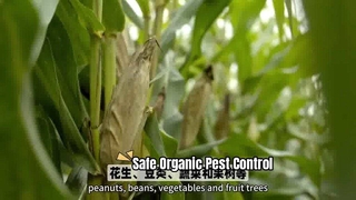 Lutte biologique contre les parasites pour des cultures saines