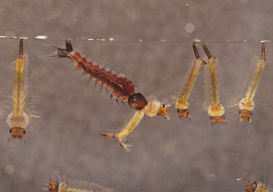 Wriggler Killer Insecticide BTi for Various Mosquito Culex Aedes Anopheles Blackfly Larval 