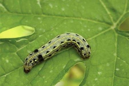 10000 PIB/mg SeNPV 16000IU/mg Bt Vegetable Pesticide WP Kill Kidney Beans Spodoptera Exigua