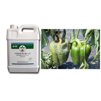 Promote Growth Robust Seedlings Large Leaves Dark Microbial Agent CY30 Strawberry Irrigation Root 