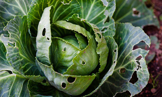 Organic Pesticide for Cabbage Worm Control with Low Environmental Impact and 2 Years Shelf Life