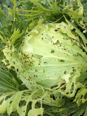 Organic Pesticide for Cabbage Worm Control with Low Environmental Impact and 2 Years Shelf Life