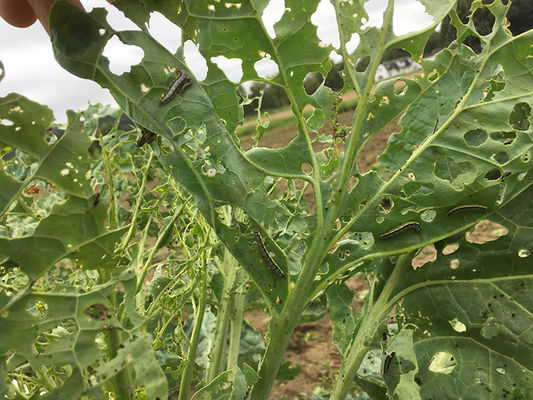 Effective No Residue Biological Insecticide for Cabbage Worms with 2 Years Shelf Life