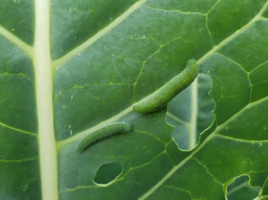 Effective No Residue Biological Insecticide for Cabbage Worms with 2 Years Shelf Life