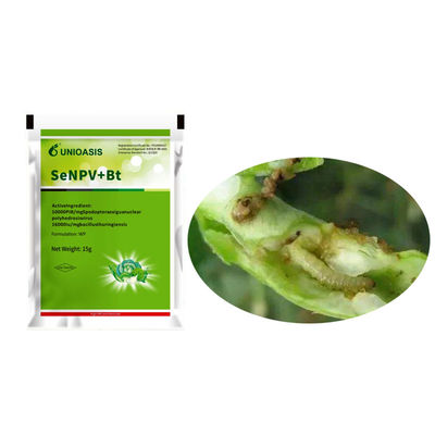 Natural Organic Pesticide for Maize Crops with 20g Per 15L Water Application for Beet Armyworm Control