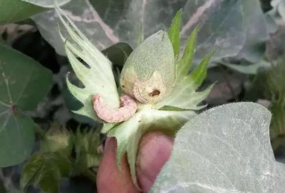 Agriculture Big Farm HaNPV Bt Pesticide Kill Oriental Tobacco Budworm Long Staple Cotton 