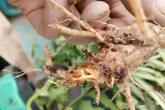 Improve Yield Quality Fungicide Prevent Chlorosis Stiff Seedlings 300 Times Irrigation Rootor Leaf Spray cy30 