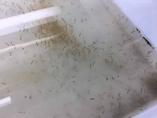 BTi Effective Mosquito Larvae Killer Trap Wriggler Poison Powerful Pesticide