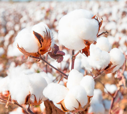 HaNPV Bt SC Agriculture Pesticide Kill Oriental Tobacco Budworm Xinjiang China Cotton