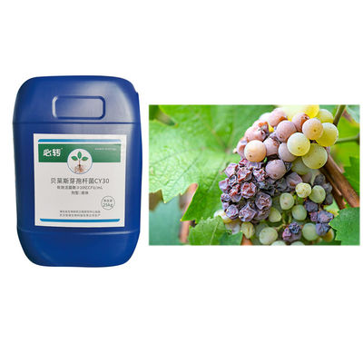 Bacillus Velezensis Promote Melon Honeydew Cantaloupe Growth Improve Soil Microbial Flora