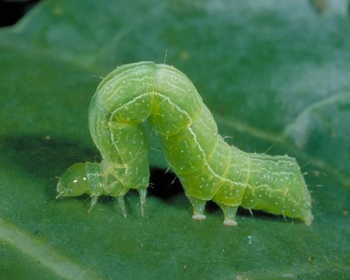Effective No Residue Biological Insecticide for Cabbage Worms with 2 Years Shelf Life