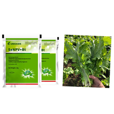 Natural Organic Pesticide for Maize Crops with 20g Per 15L Water Application for Beet Armyworm Control