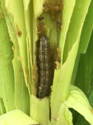 Organic Pesticides Factory Cruciferous Vegetables Spodoptera Exigua Pest Killing Agricultural Products