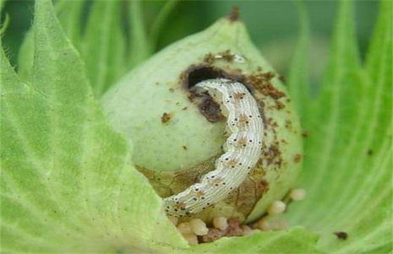 HaNPV+Bt Bio Pesticide for Cotton and Chili with No Safety Interval and Aircraft Spraying Capability