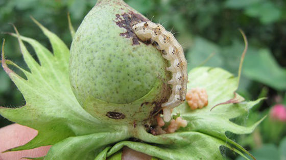 Spray bio pesticide reduce budworm populations no safety interval period