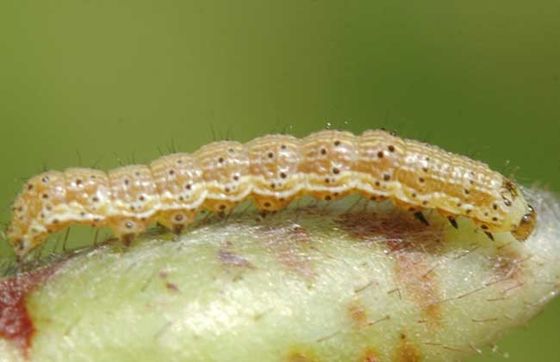 HaNPV Bt SC Agriculture Pesticide Kill Oriental Tobacco Budworm Xinjiang China Cotton