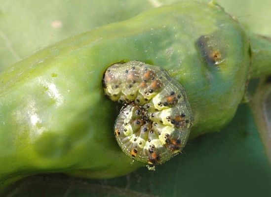 Spray bio pesticide reduce budworm populations no safety interval period