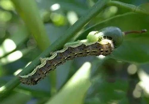 Agriculture Big Farm HaNPV Bt Pesticide Kill Oriental Tobacco Budworm Long Staple Cotton 