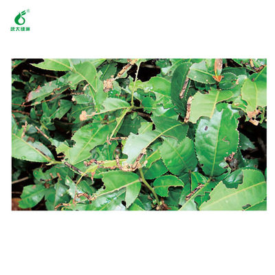 Tea pests raise virus extract bio pesticide manufacturer EoNPV Bt protect nature enemies 