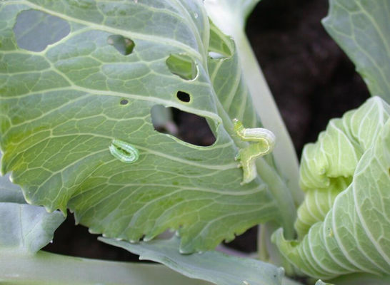 Organic Pesticide Biological Insecticide with 10000 PIB/mg PrGV+16000IU/mg Bt Effective on Cabbage Worm Eco-friendly and Safe