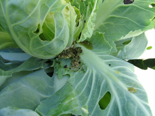 Organic Natural Insect Viral Biopesticide PrGV Bt Vegetable Pieris Rapae Granulosis Virus NPV 