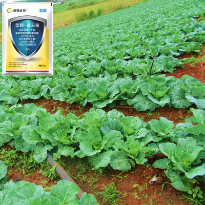 100% Natural Organic Biological Insecticide with 10000 PIB/mg PrGV+16000IU/mg Bt for Eco-friendly and Safe Long-lasting Pest Control