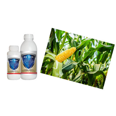 Biological Insecticide and Chemical Pesticide with 10 million PIB/mL SlNPV + 3% Beta cypermethrin for Controlling Spodoptera litura in Organic Agriculture
