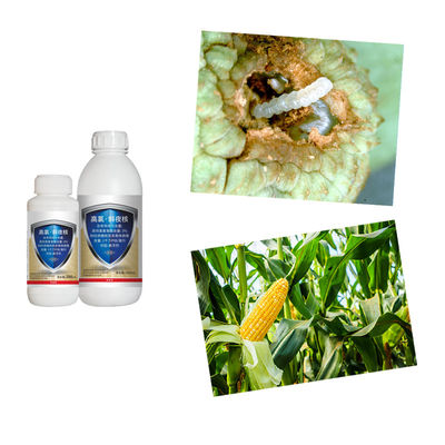 Biological Insecticide and Chemical Pesticide with 10 million PIB/mL SlNPV + 3% Beta cypermethrin for Controlling Spodoptera litura in Organic Agriculture
